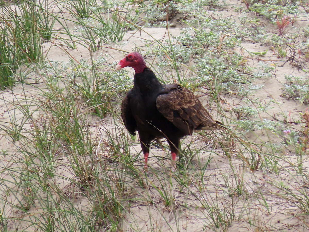 Urubu à tête rouge - ML163046701