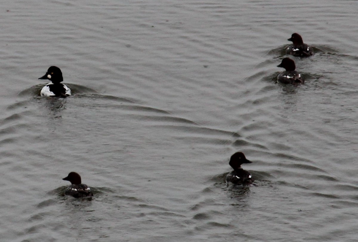 Common Goldeneye - Milton Vine