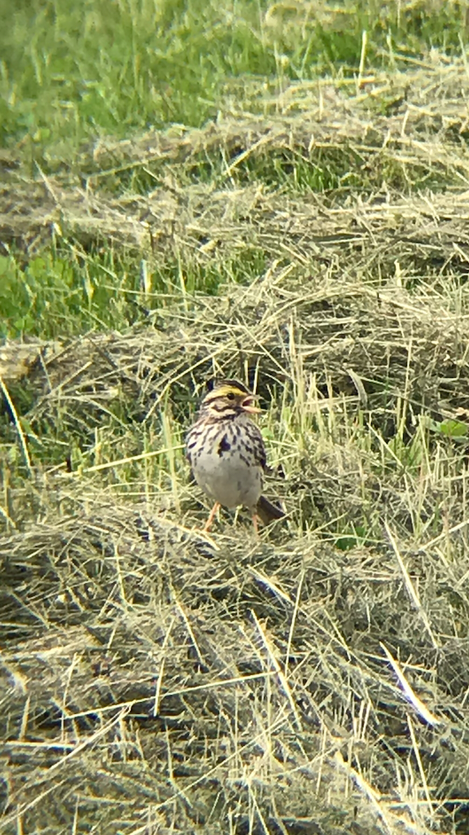 Chingolo Sabanero - ML163049381