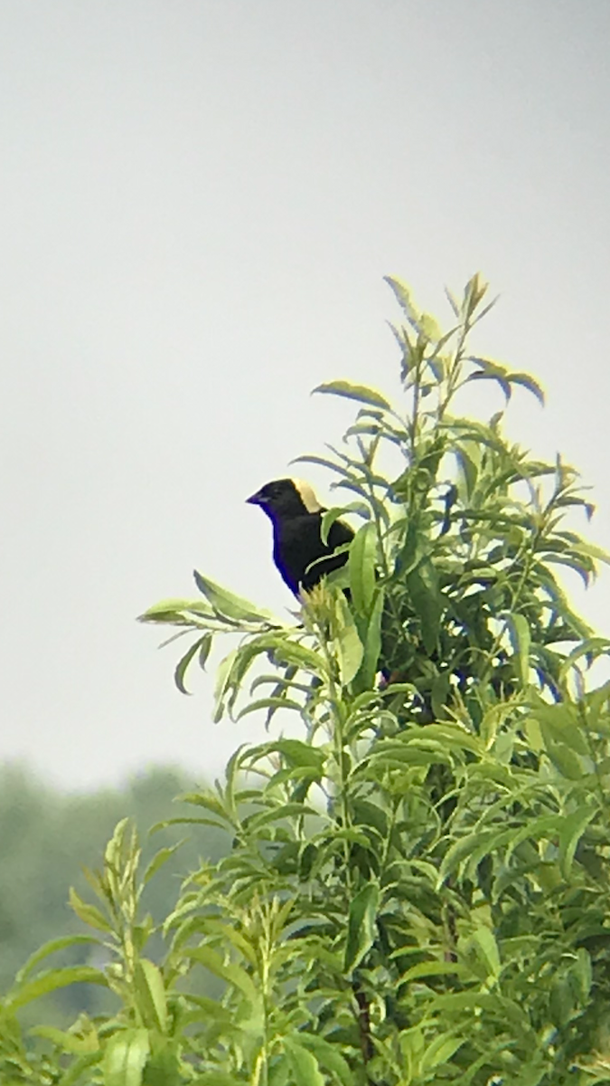 Tordo Charlatán - ML163049451