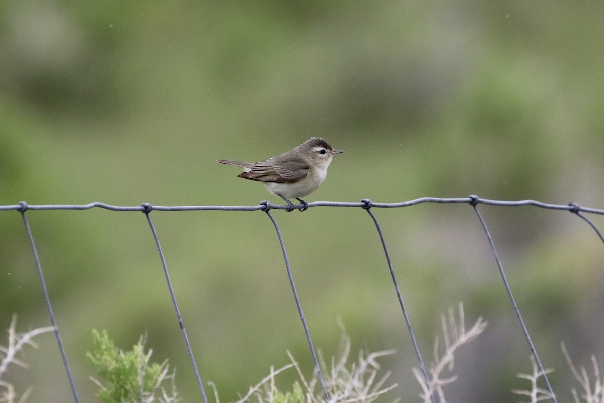 Vireo Gorjeador (grupo swainsoni) - ML163051791