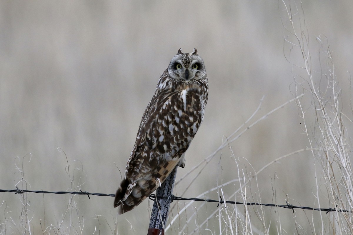 Short-eared Owl - ML163052091