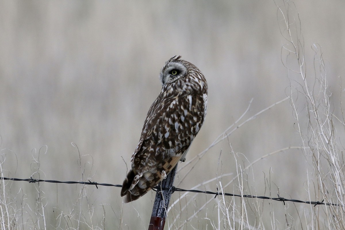 Short-eared Owl - ML163052171