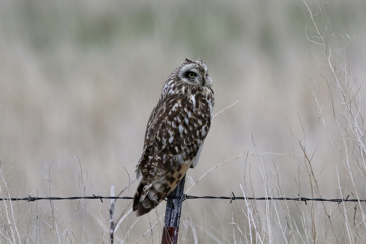 Short-eared Owl - ML163052201