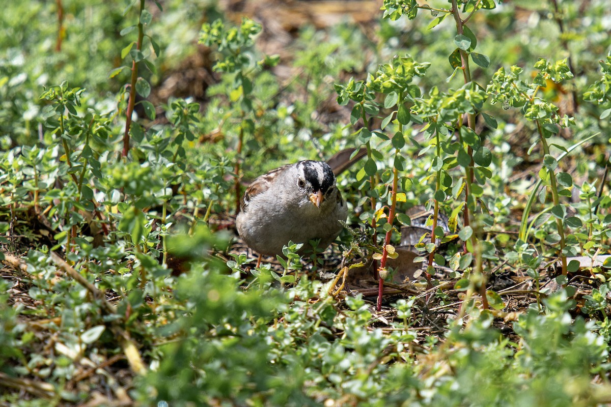 White-crowned Sparrow - Andrew Newmark