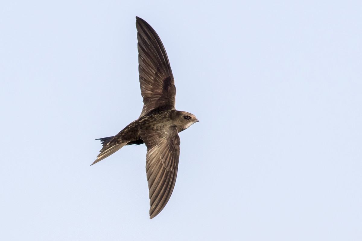 Common Swift - ML163054501