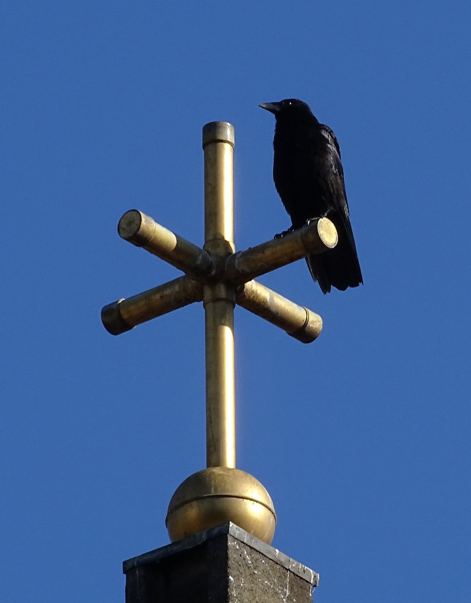 Carrion Crow - A Emmerson