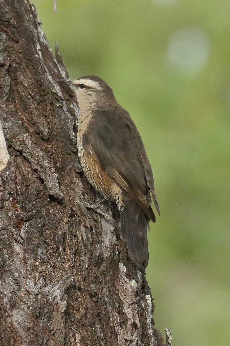 Brown Treecreeper - Keith & Lindsay Fisher
