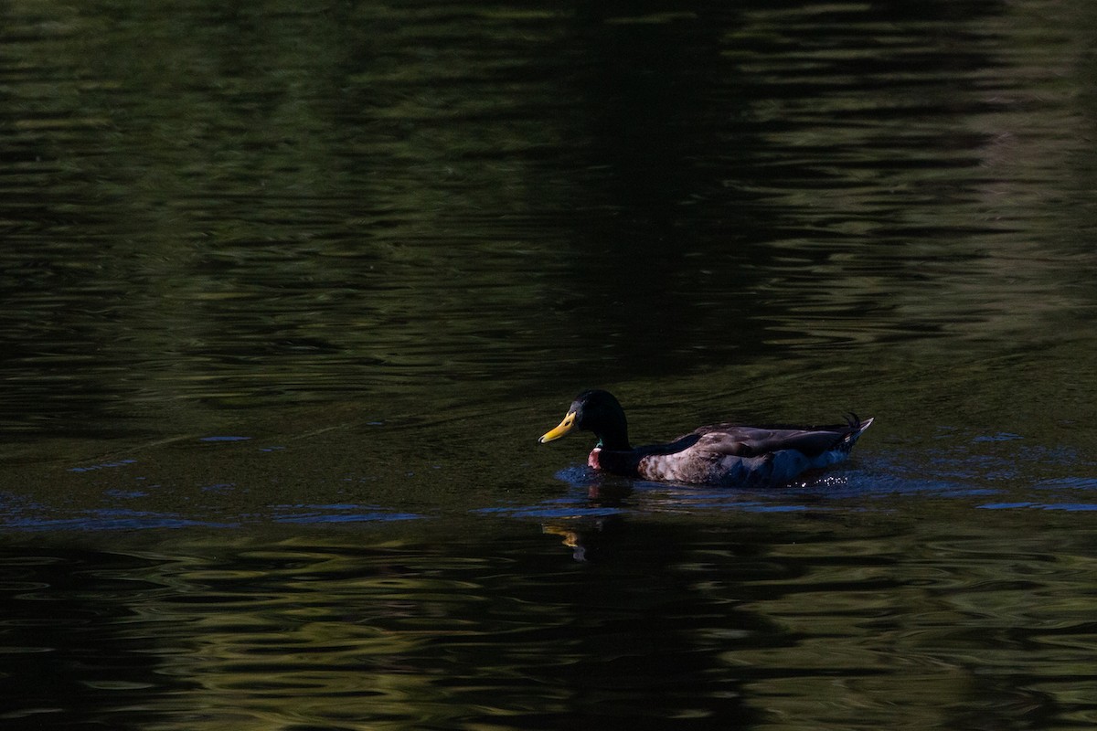 Canard colvert - ML163056191