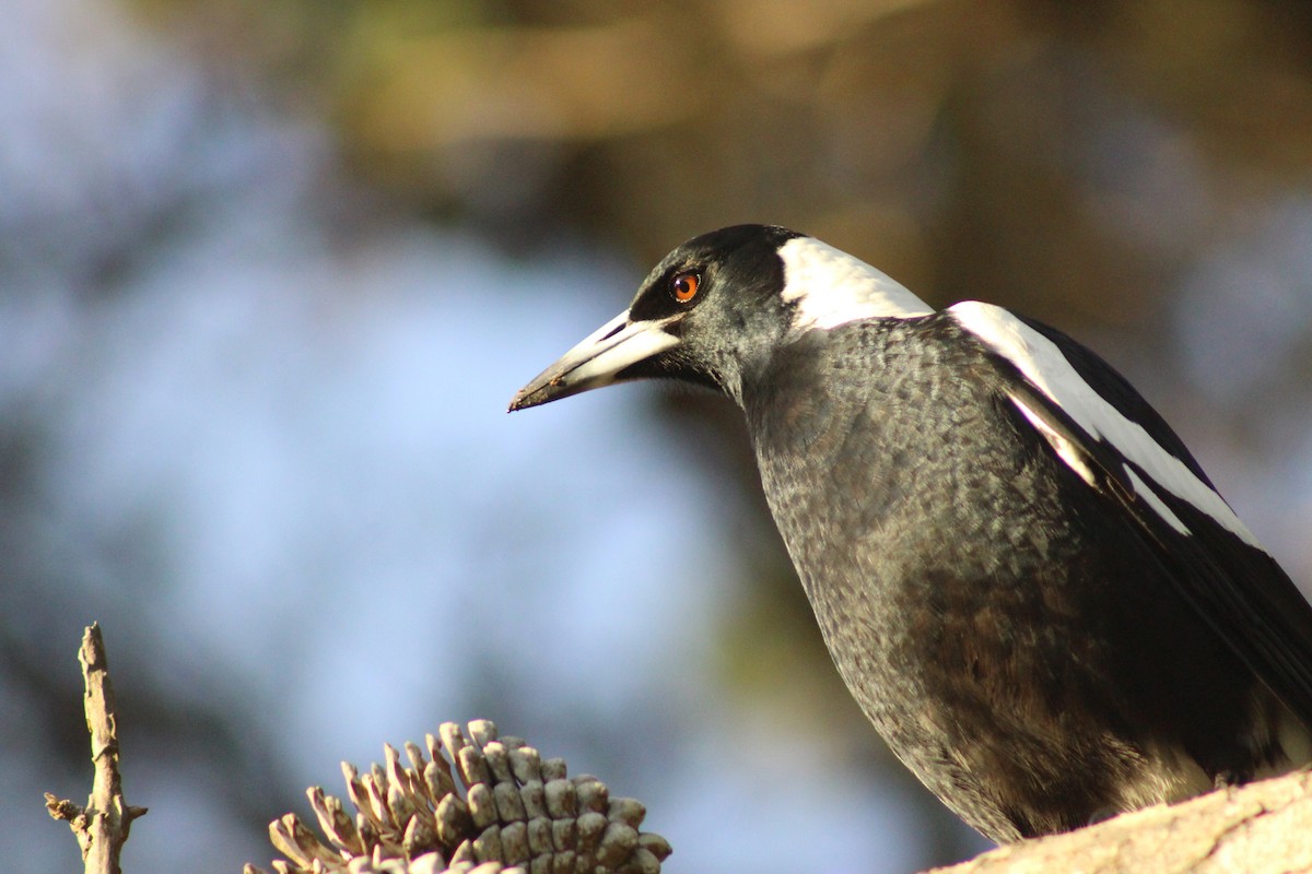 Australian Magpie - ML163059341