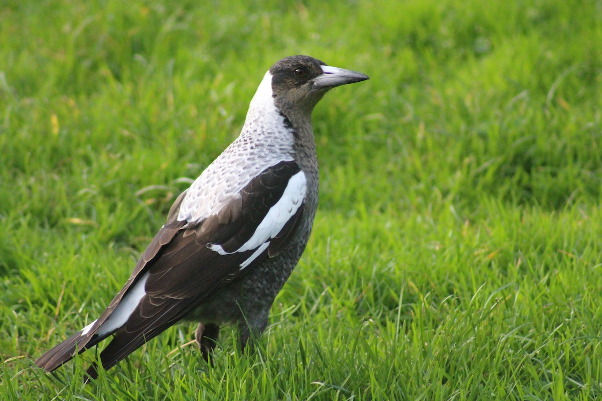 Australian Magpie - Finn Davey