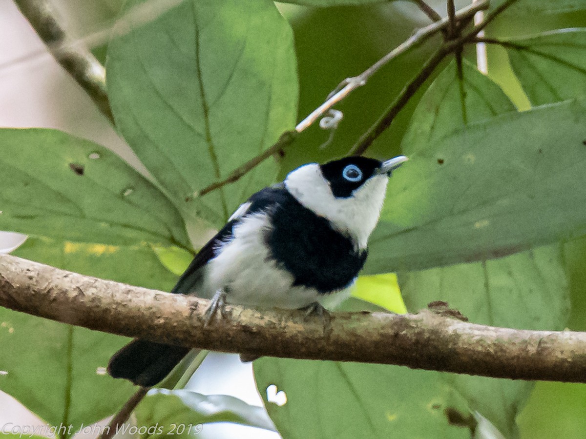 Pied Monarch - ML163060171