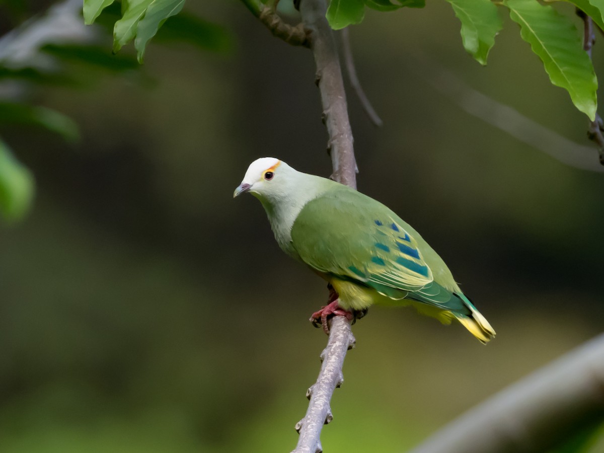 White-capped Fruit-Dove - ML163060581