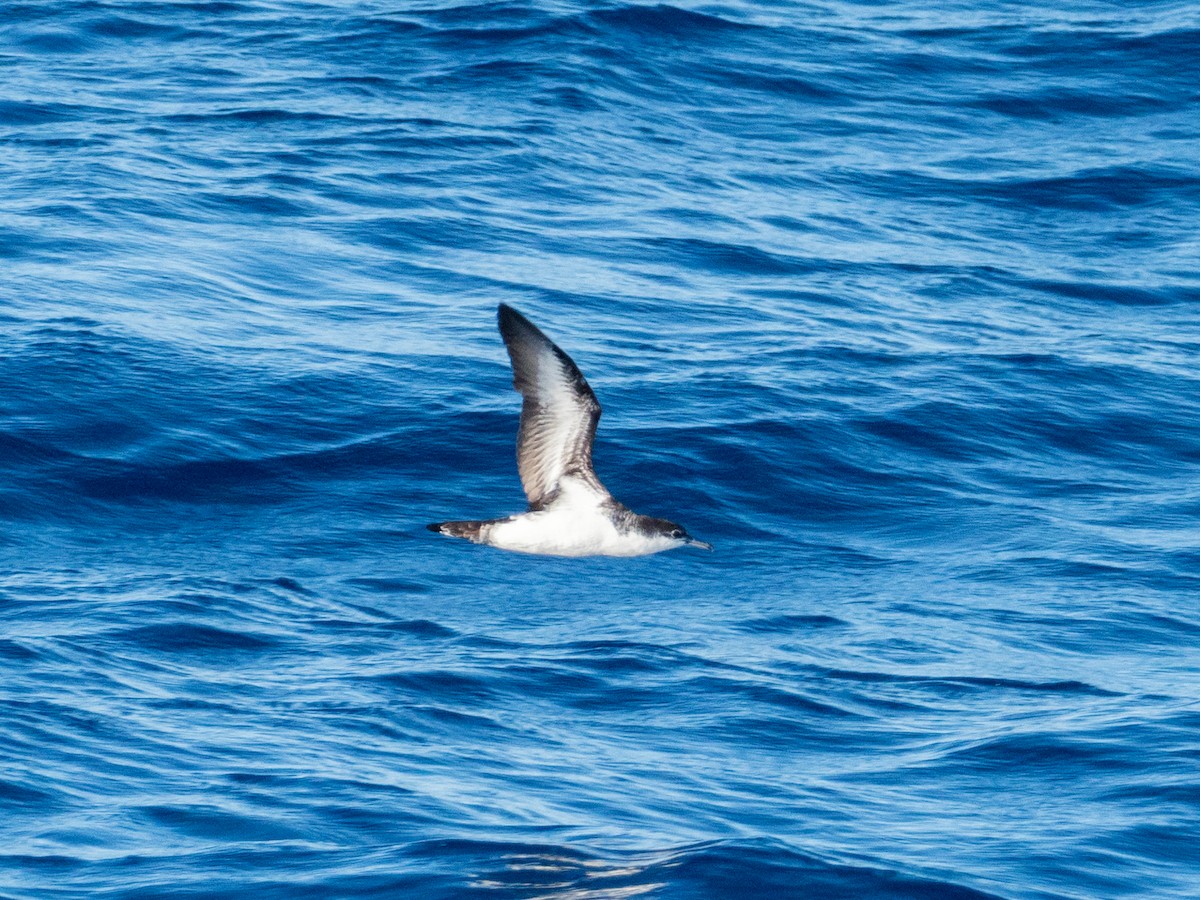 Tropical Shearwater - Mike Greenfelder