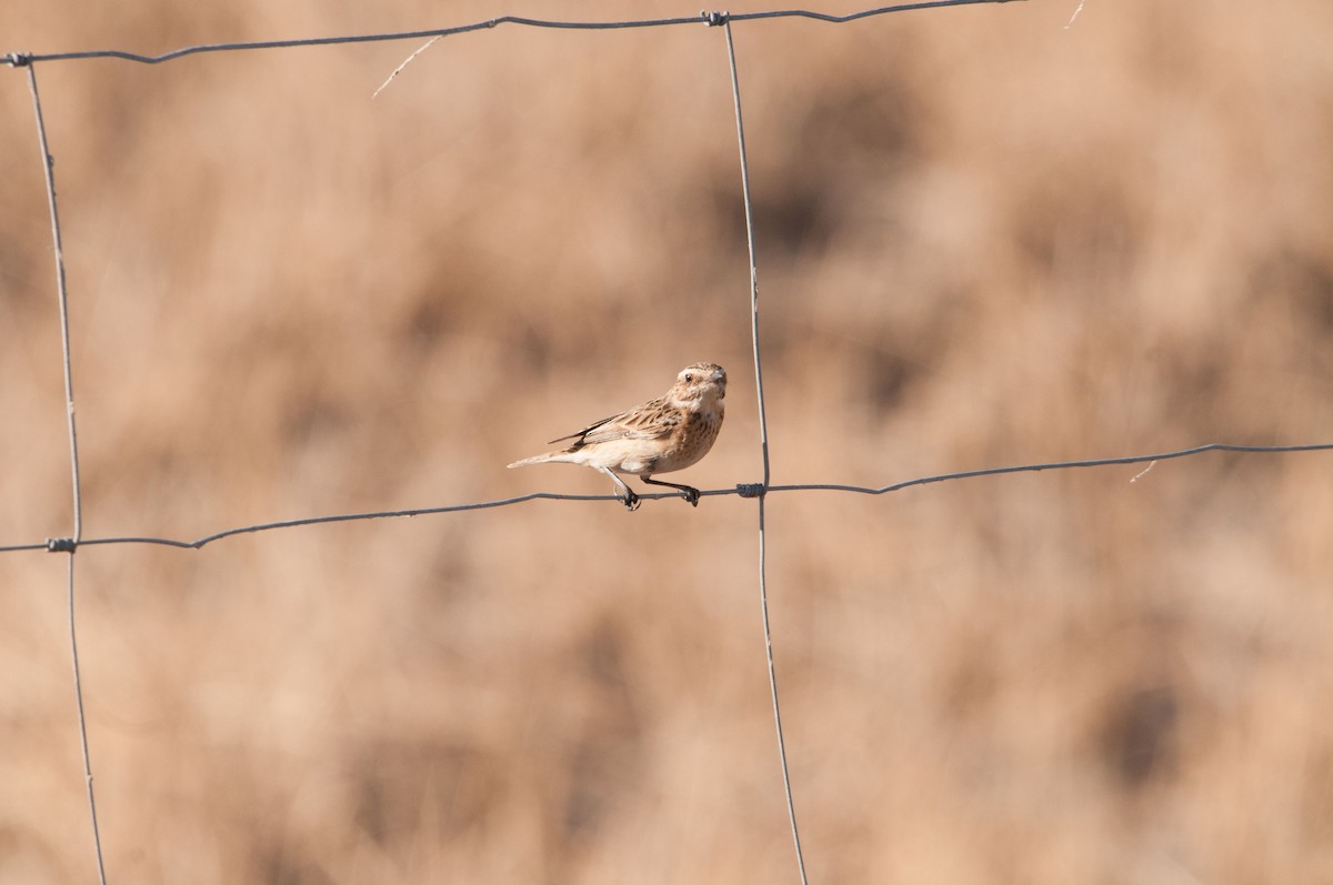 Whinchat - ML163061541
