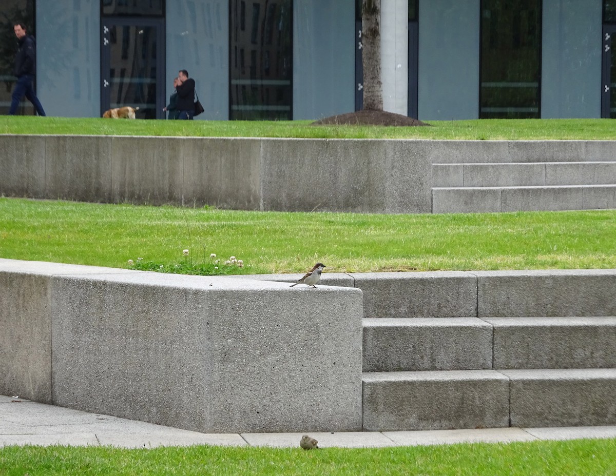 House Sparrow - ML163062541