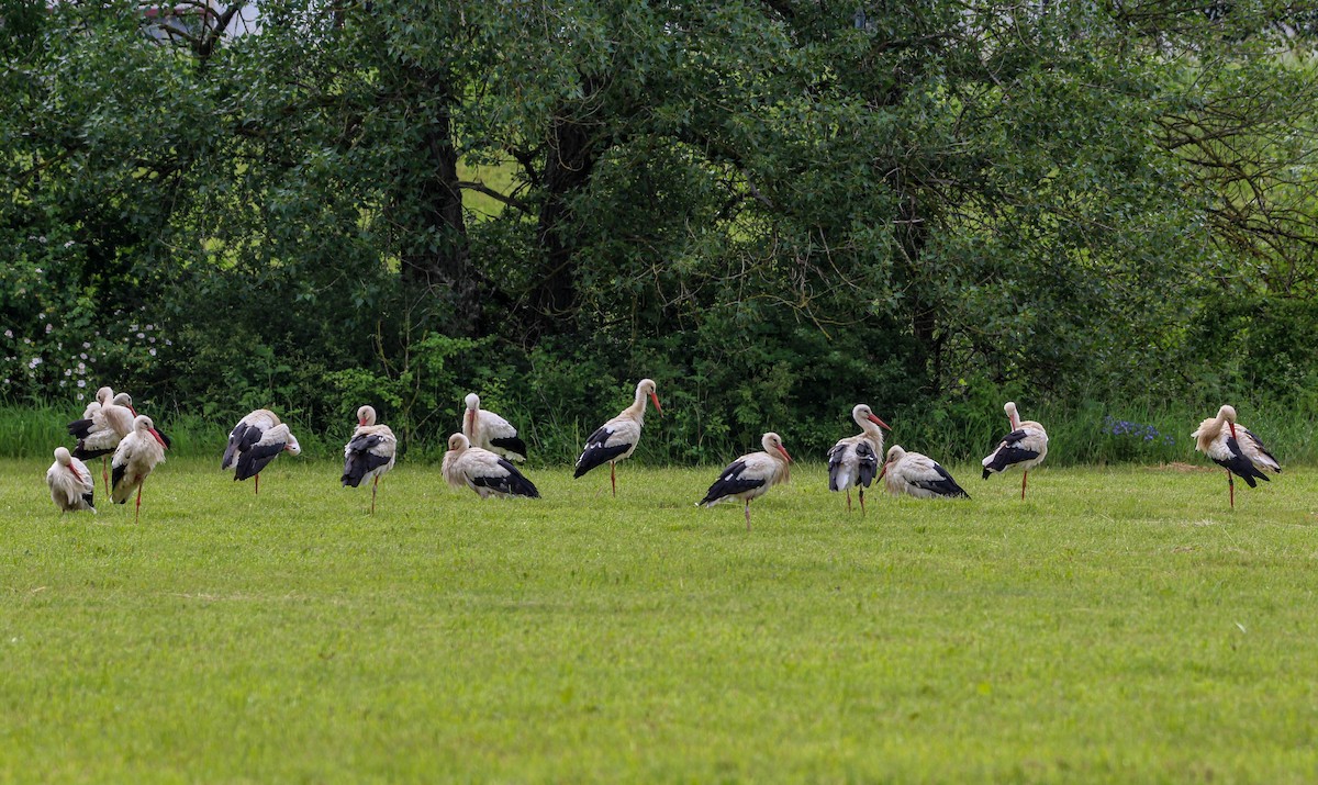 White Stork - Roman Burkardt