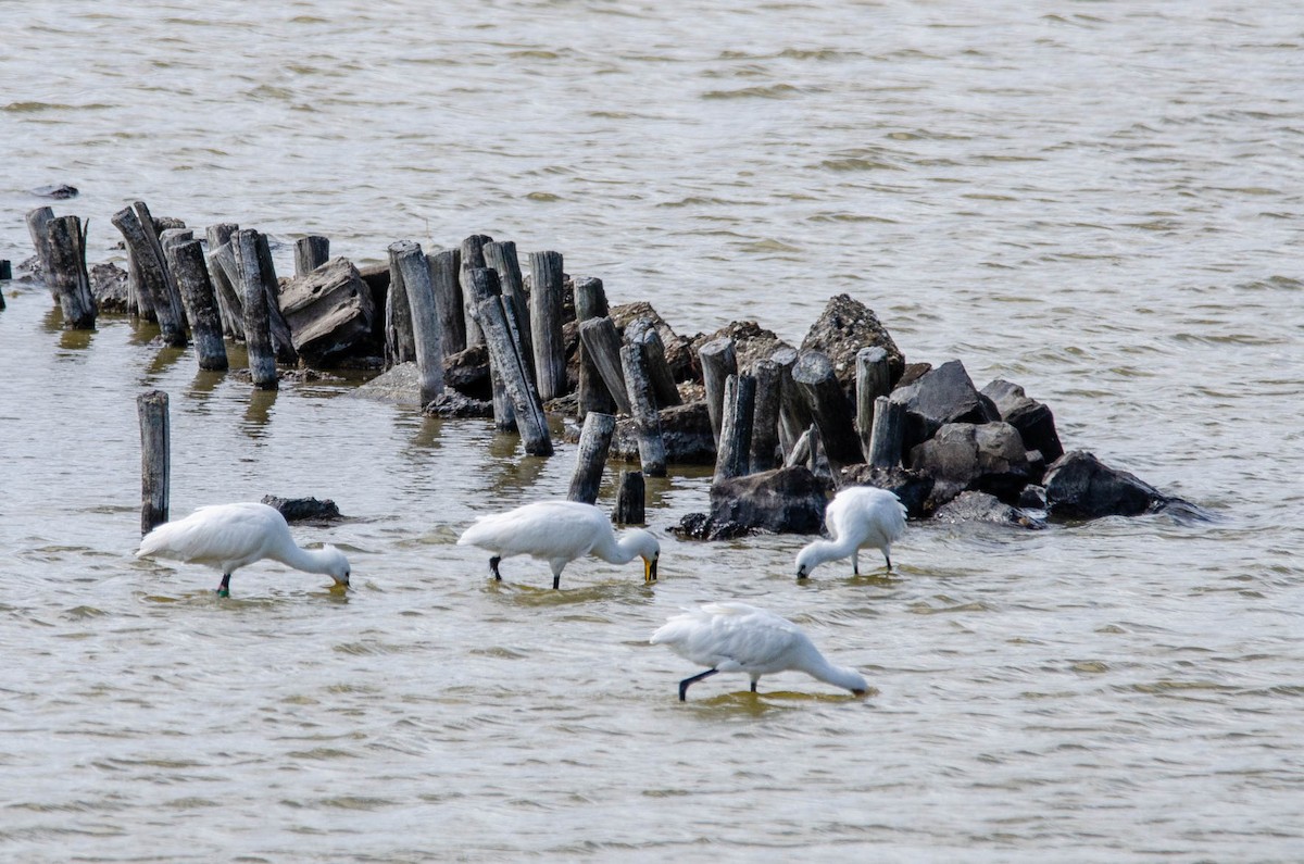 Eurasian Spoonbill - Antoon De Vylder