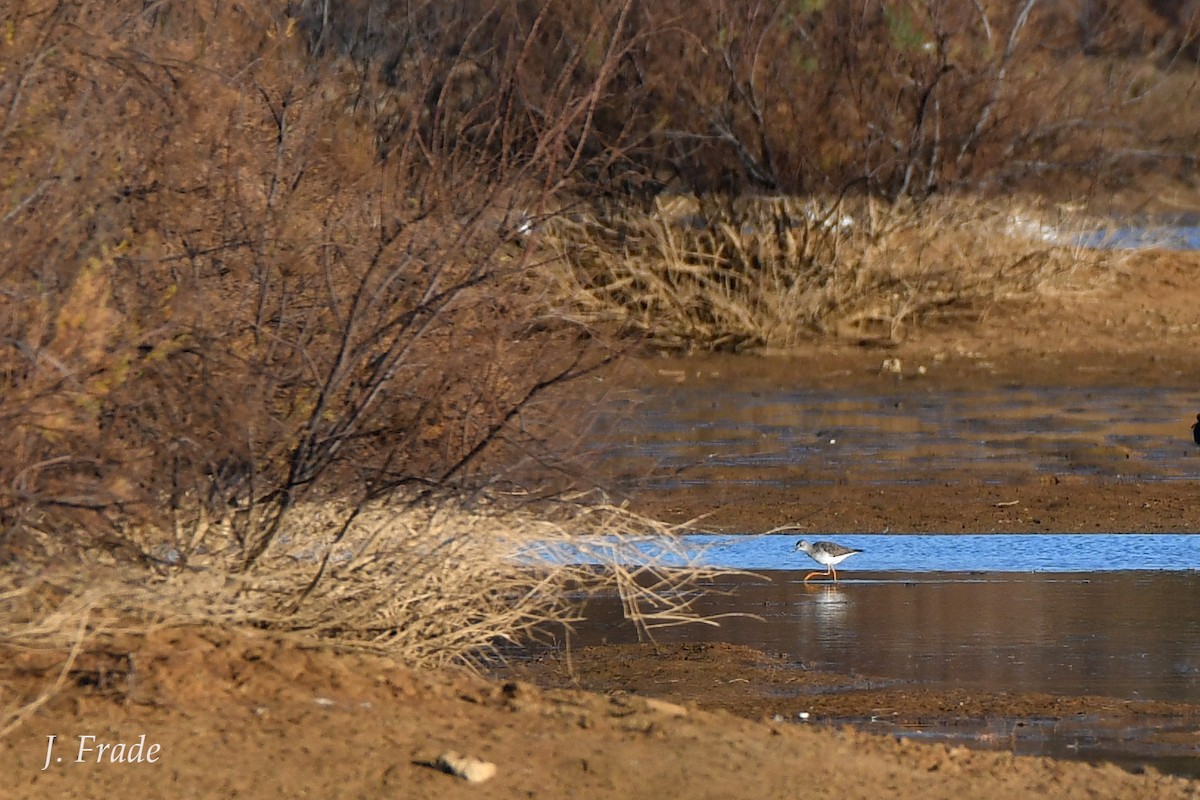 Lesser Yellowlegs - ML163067081