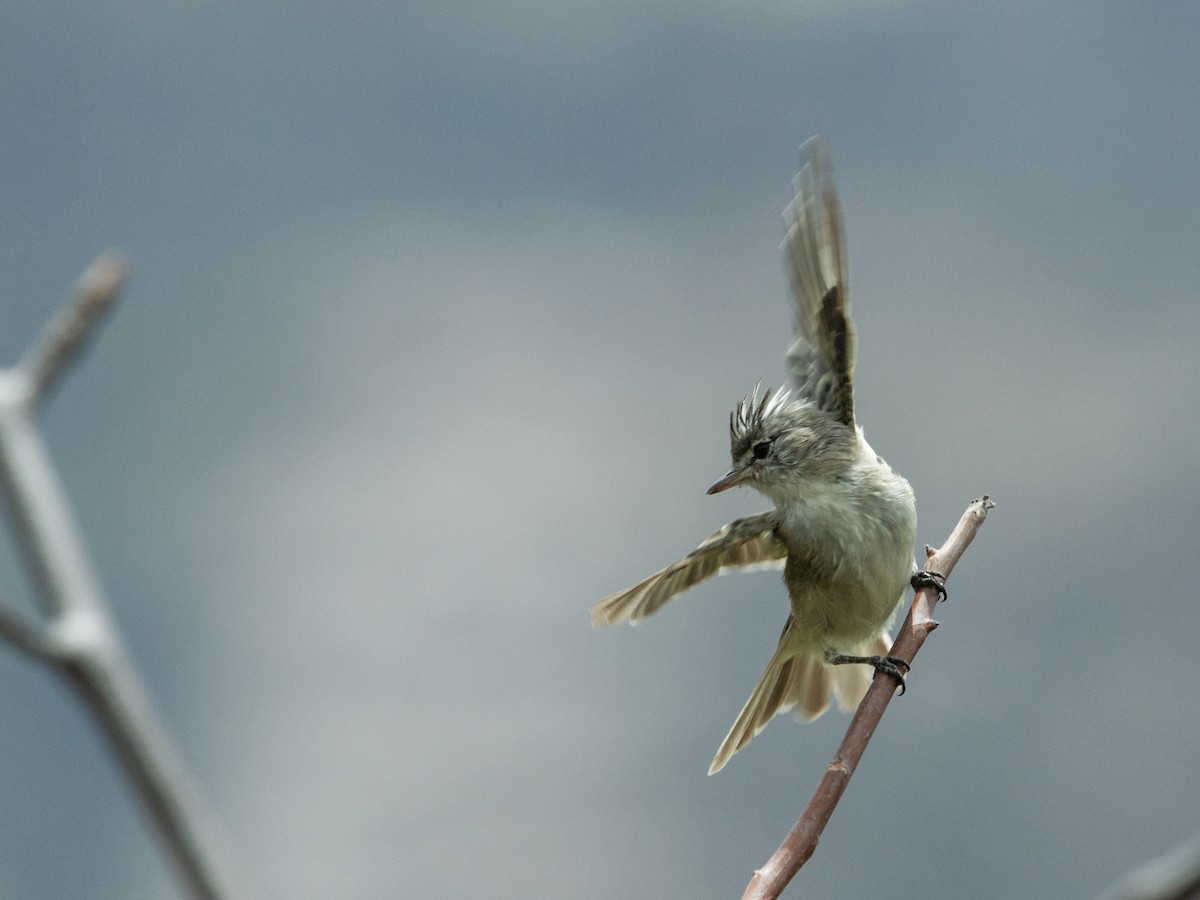 Gray-and-white Tyrannulet - ML163068901