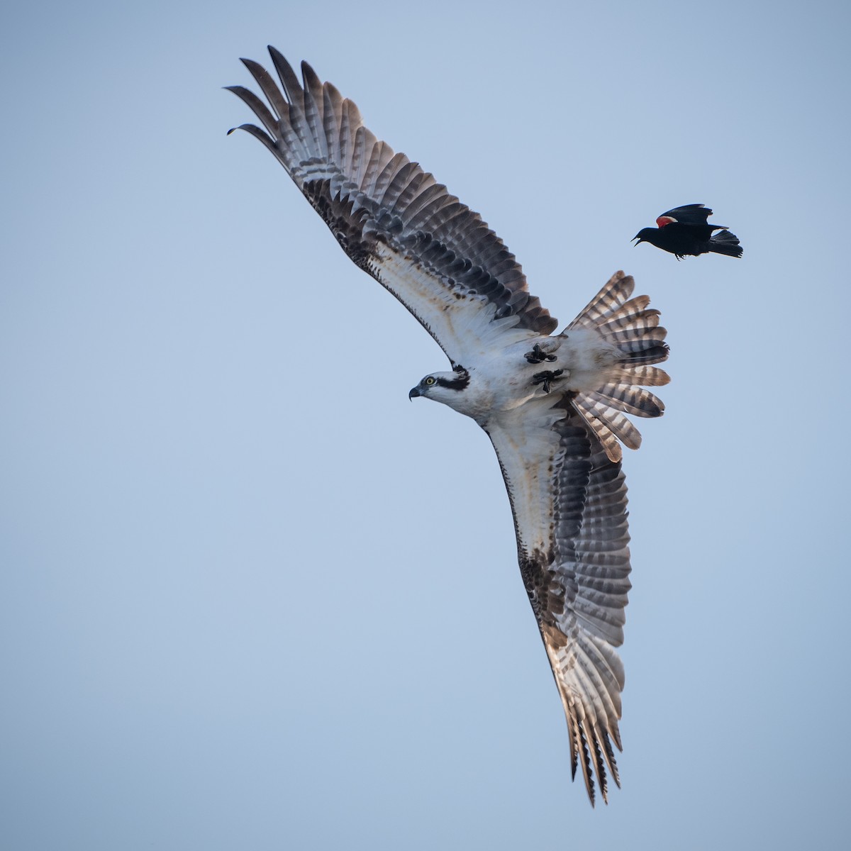 Osprey - Jason Dain