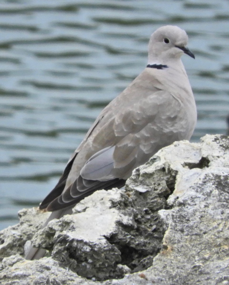 Eurasian Collared-Dove - ML163073061