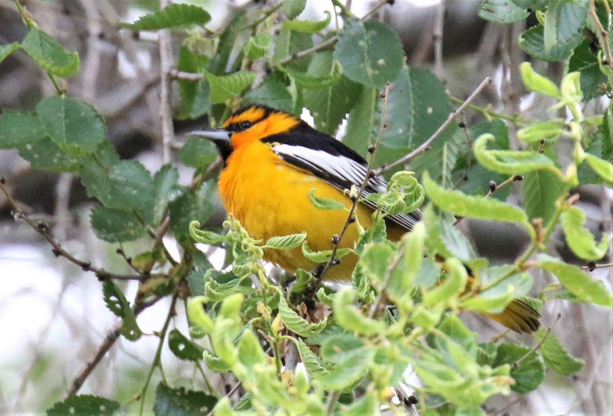 Oriole de Bullock - ML163073581