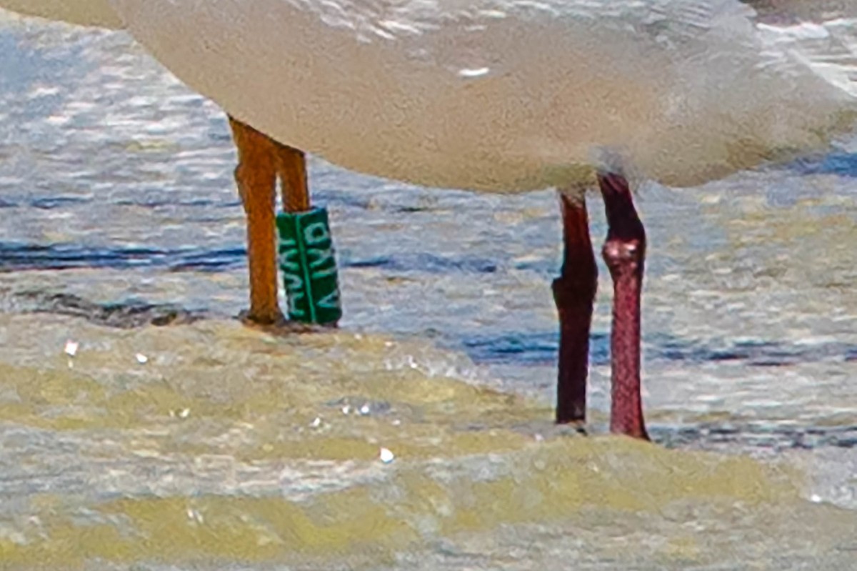 Slender-billed Gull - Antoon De Vylder