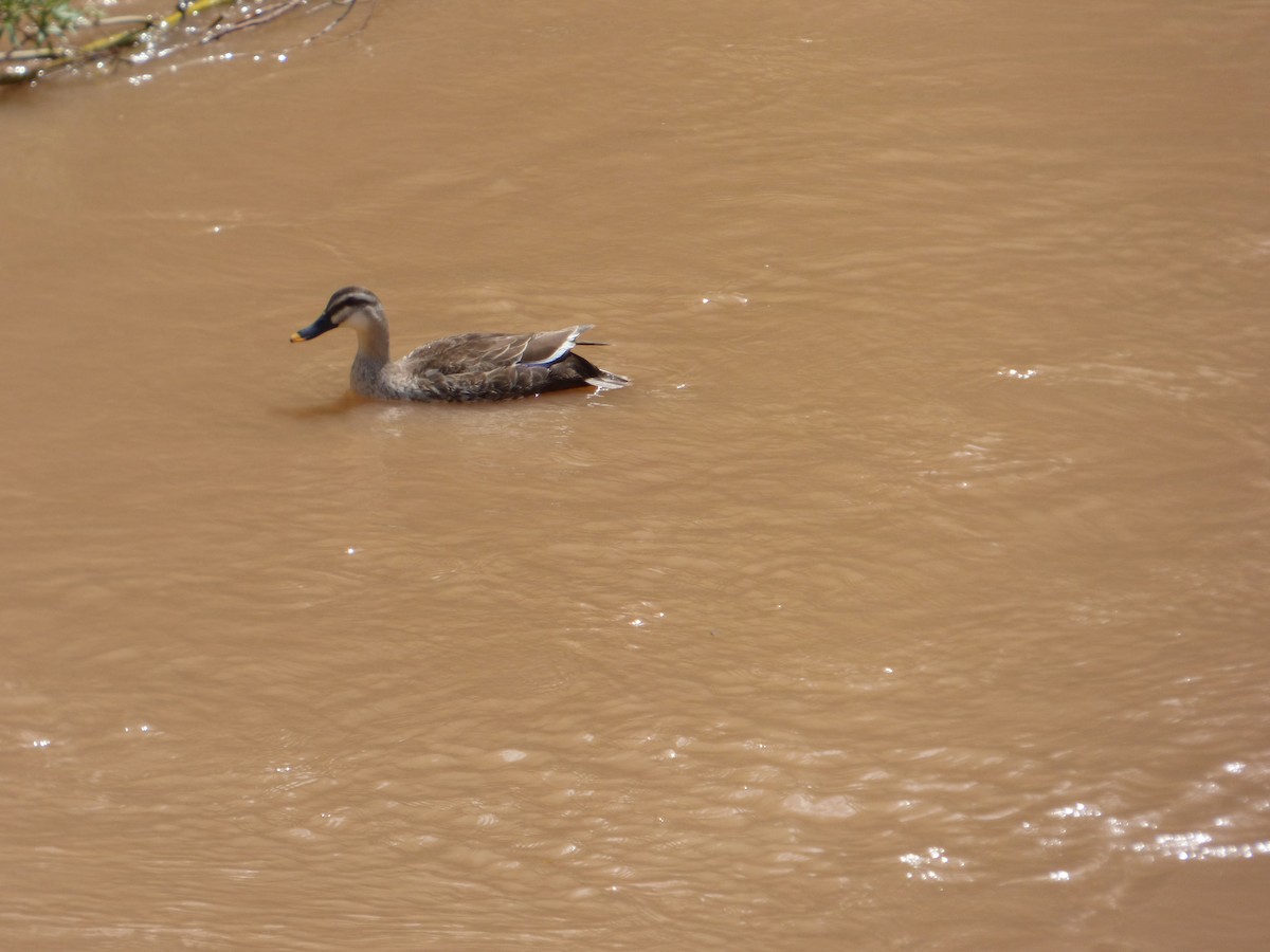 Canard de Chine - ML163075791