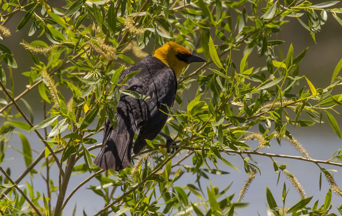 Yellow-headed Blackbird - Mike Austin