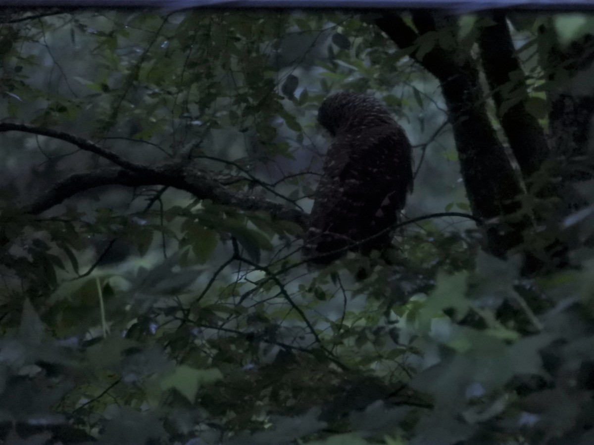 Barred Owl - ML163079871