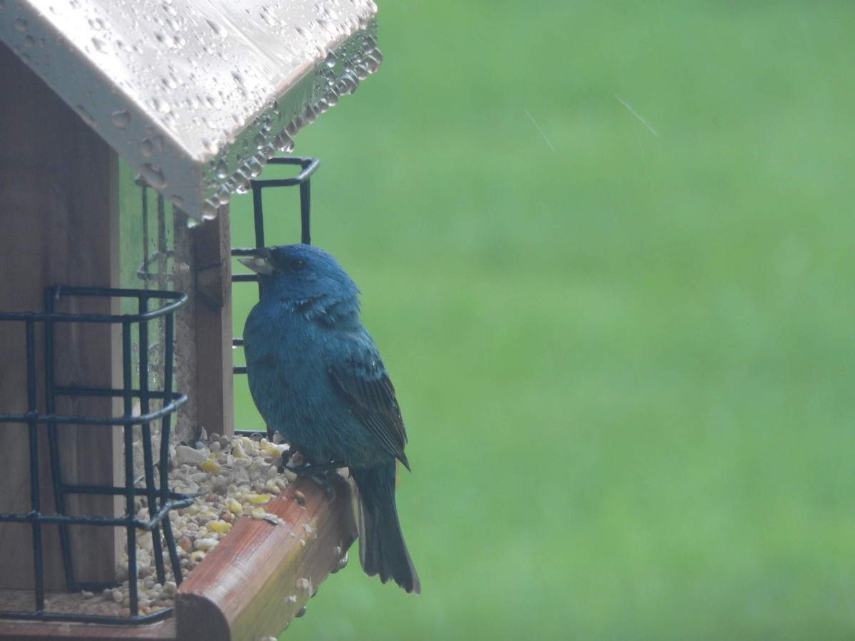 Indigo Bunting - ML163081241