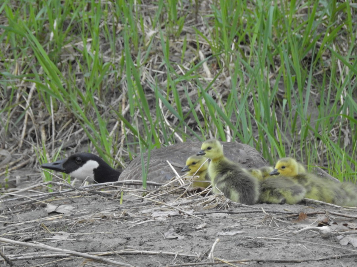 Canada Goose - ML163081491