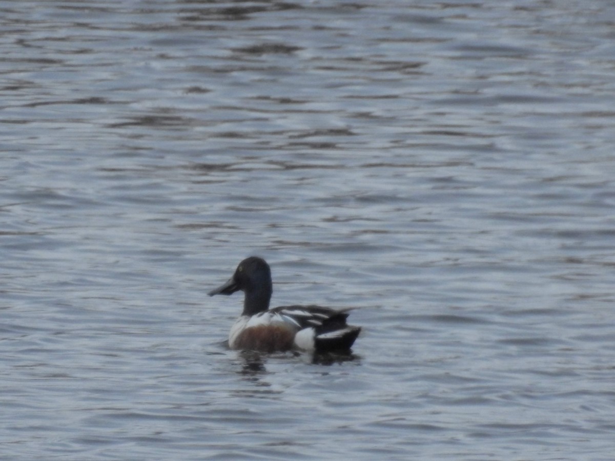 Northern Shoveler - ML163081601