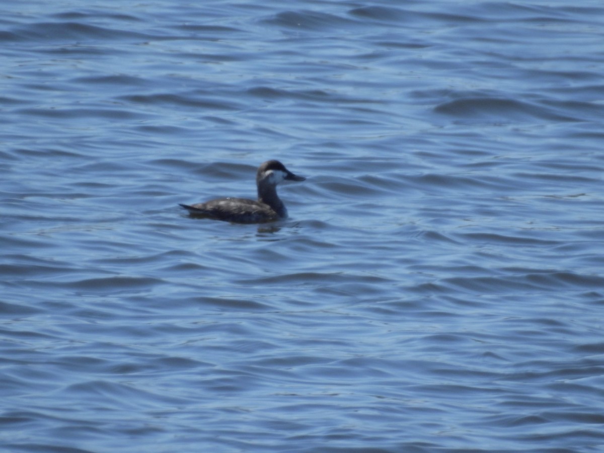 Ruddy Duck - ML163081751