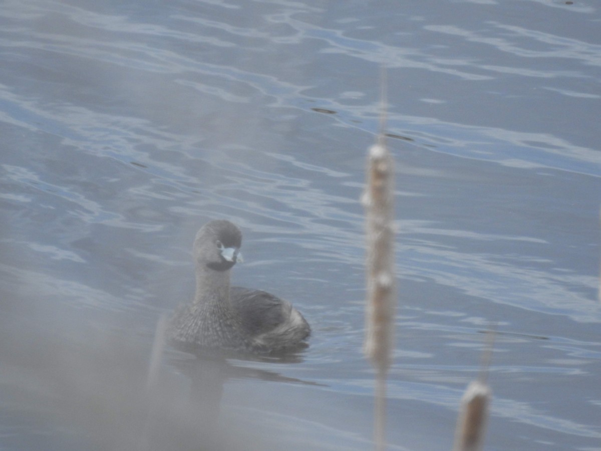 Pied-billed Grebe - ML163081761