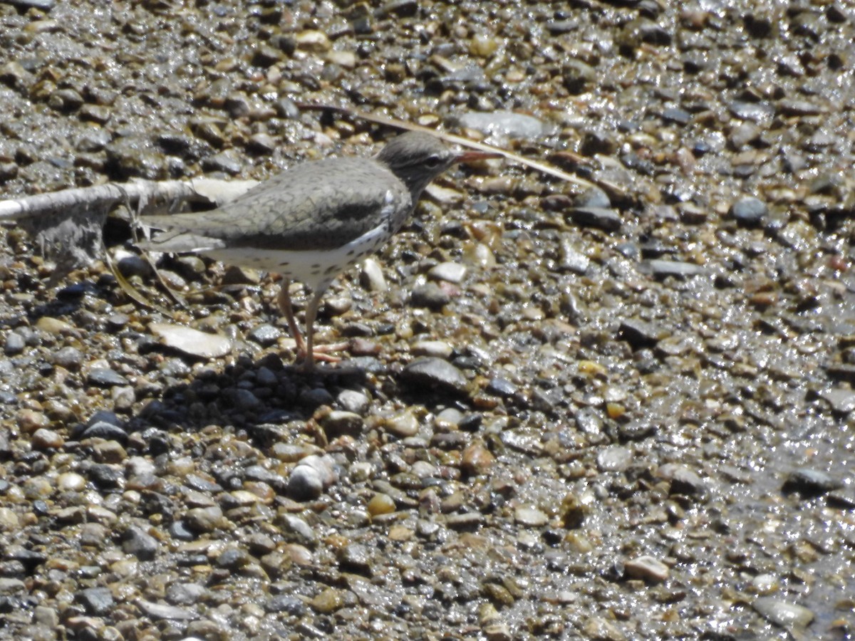 Spotted Sandpiper - ML163081791