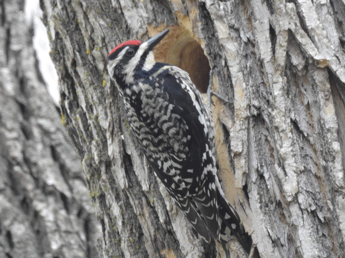 Yellow-bellied Sapsucker - ML163081841