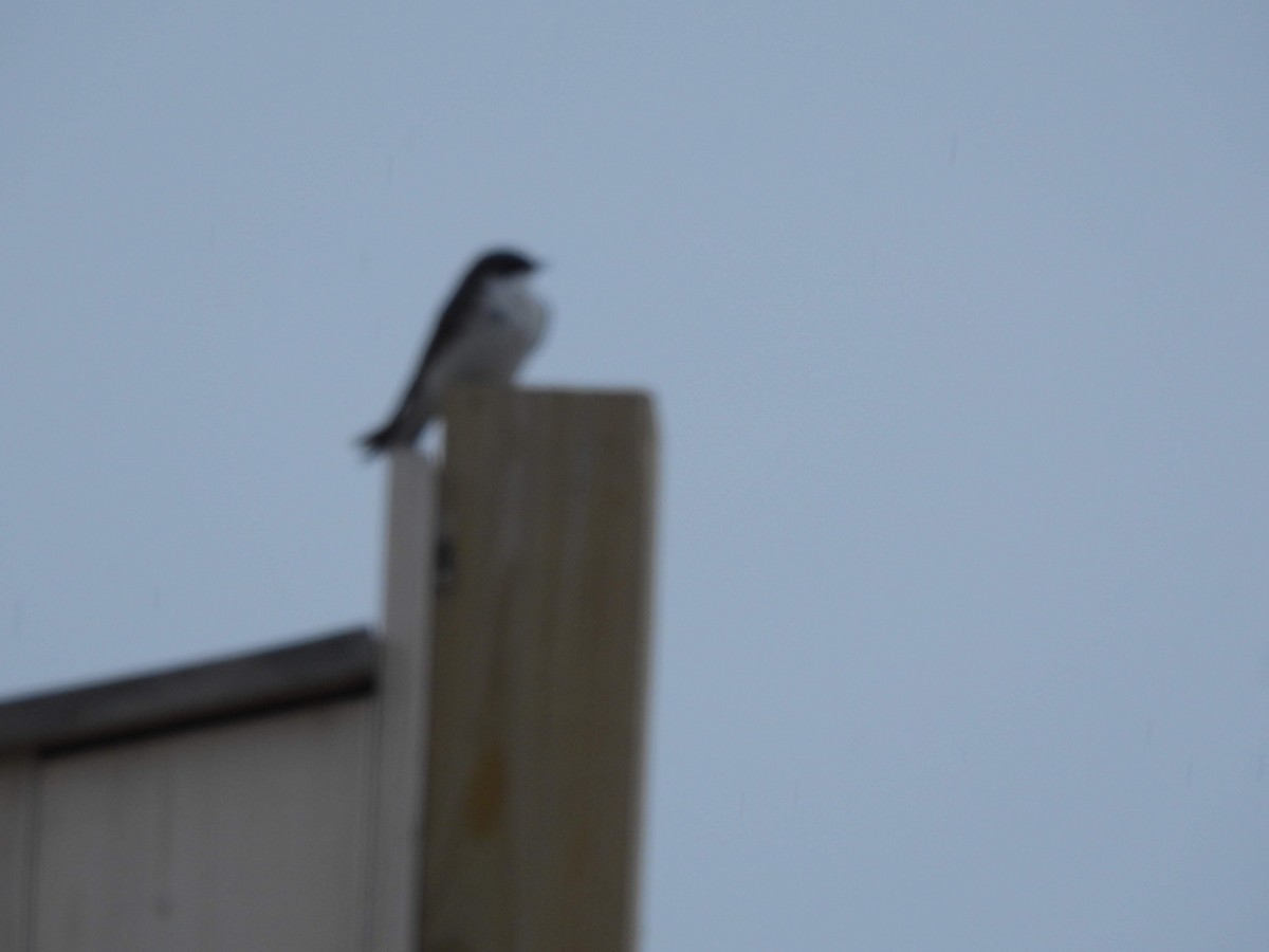 Tree Swallow - ML163081871