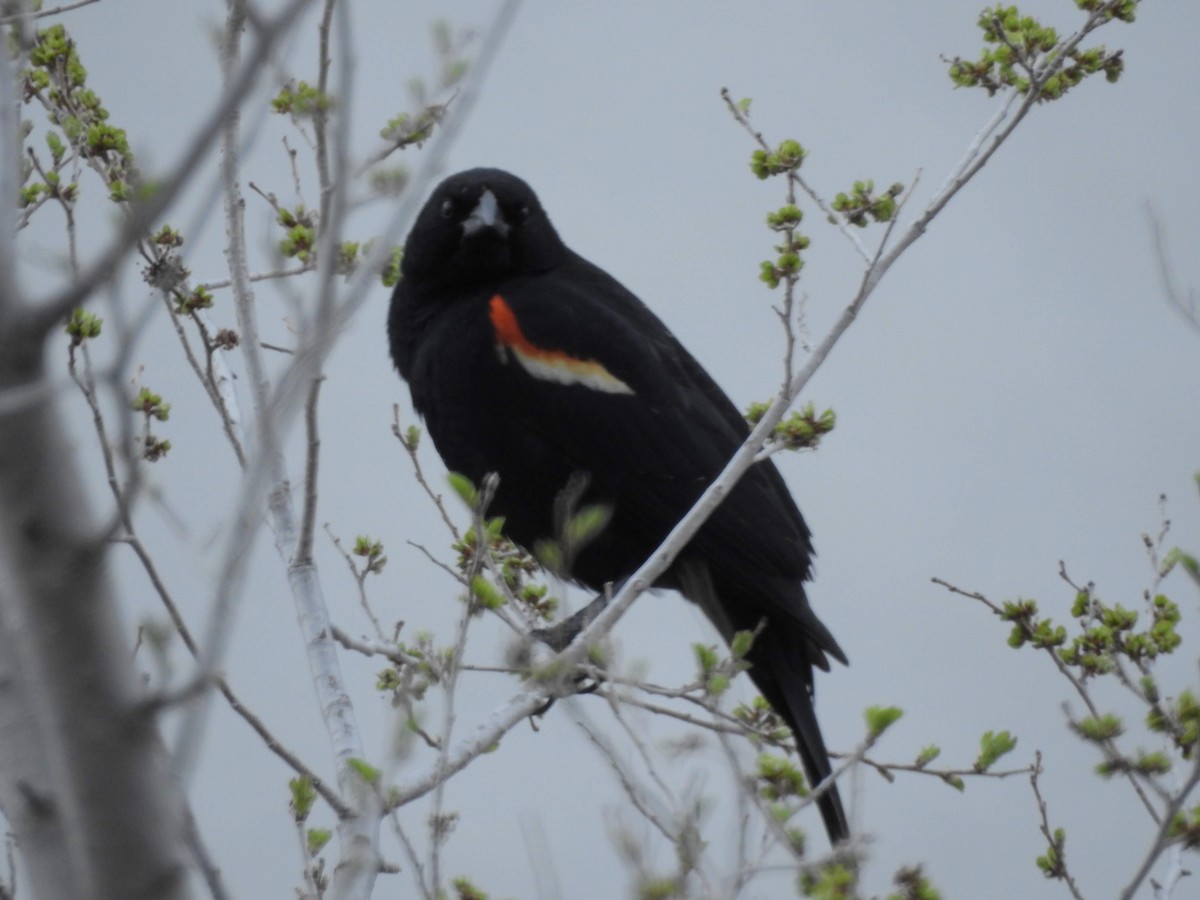 Red-winged Blackbird - ML163081901