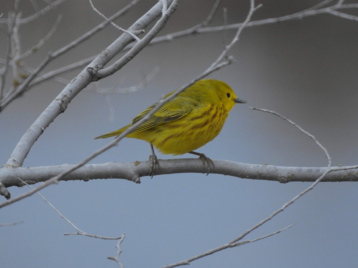 Northern Yellow Warbler - ML163081931
