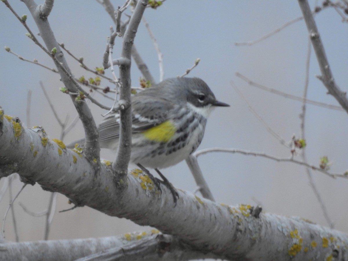 Yellow-rumped Warbler - ML163081941