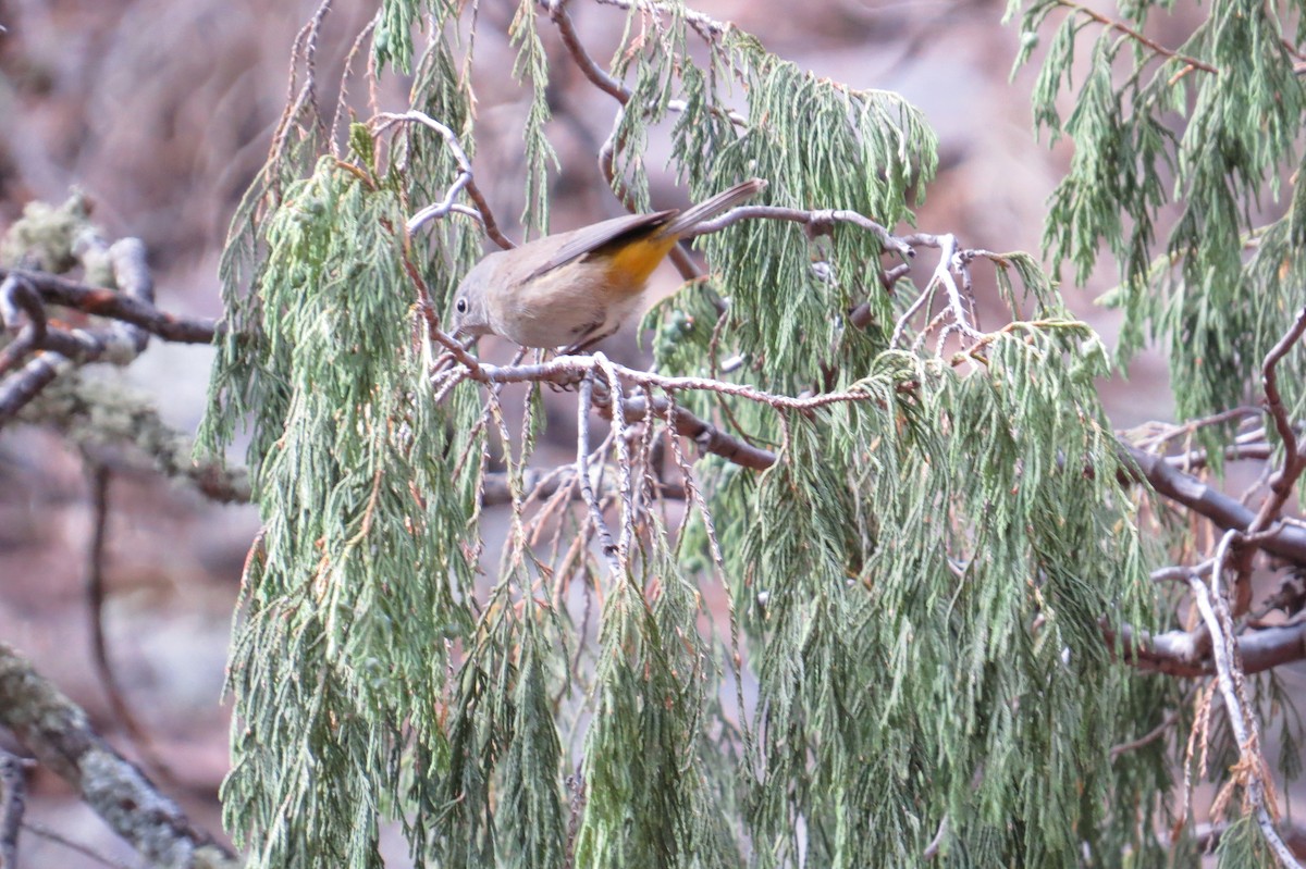 Colima Warbler - Steve Svedeman