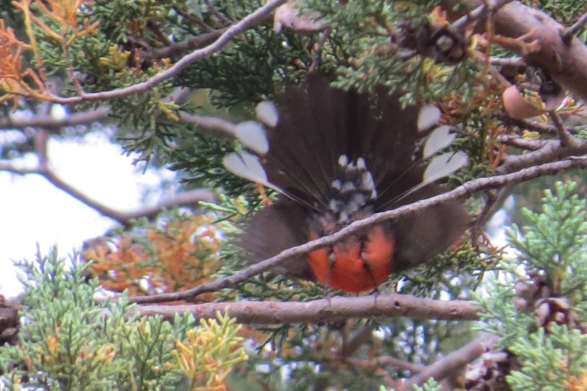 Slate-throated Redstart - ML163083051