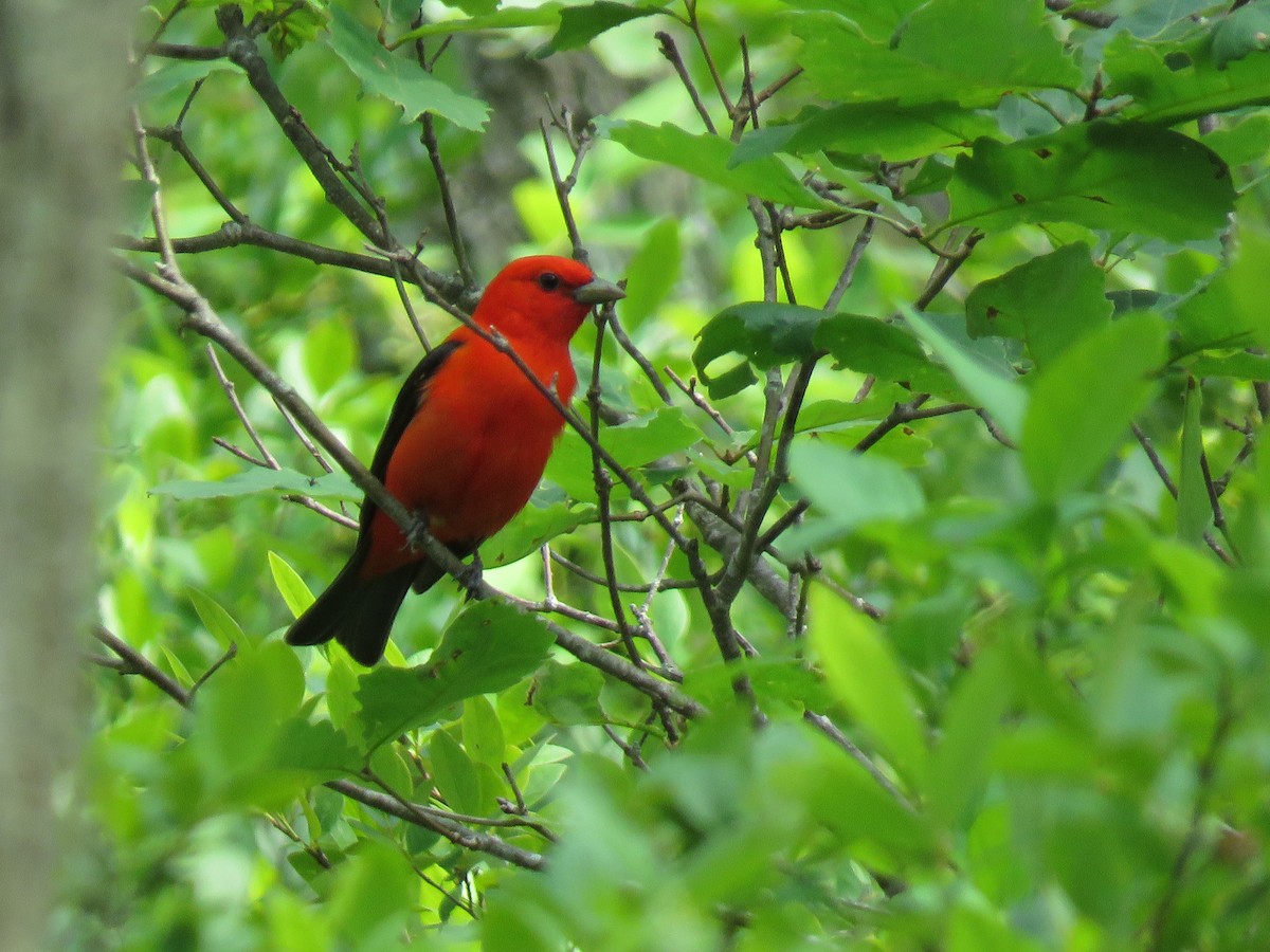 Scarlet Tanager - ML163083211