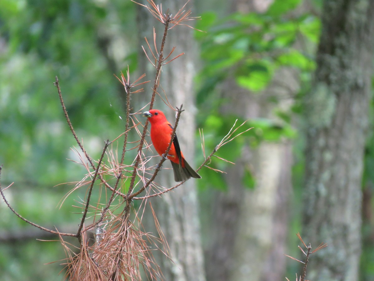 Scarlet Tanager - ML163083261