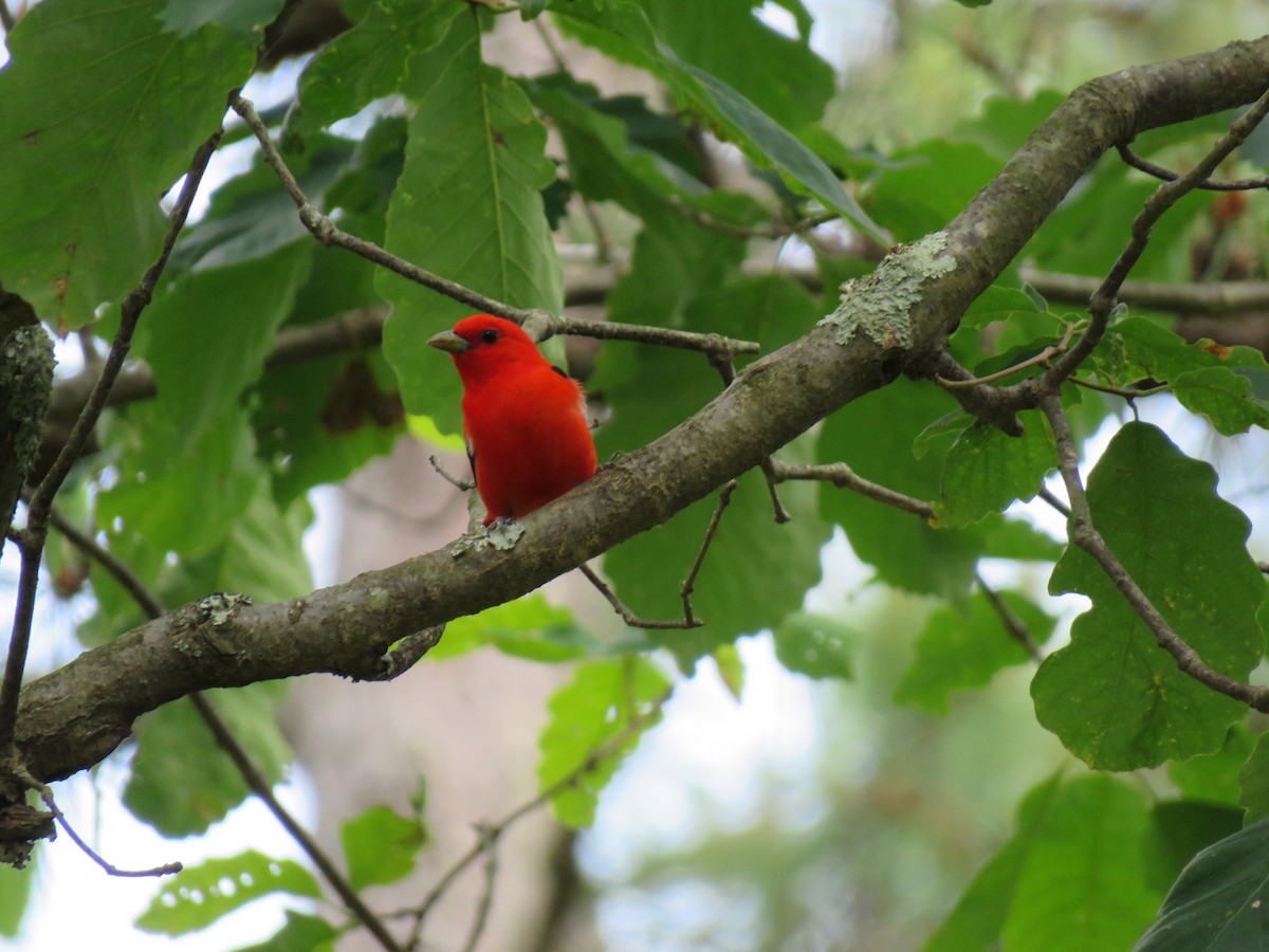 Scarlet Tanager - ML163083291
