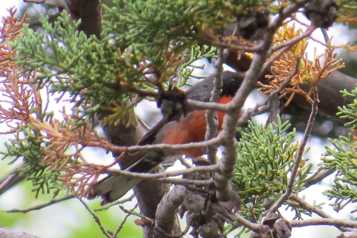 Slate-throated Redstart - ML163083631