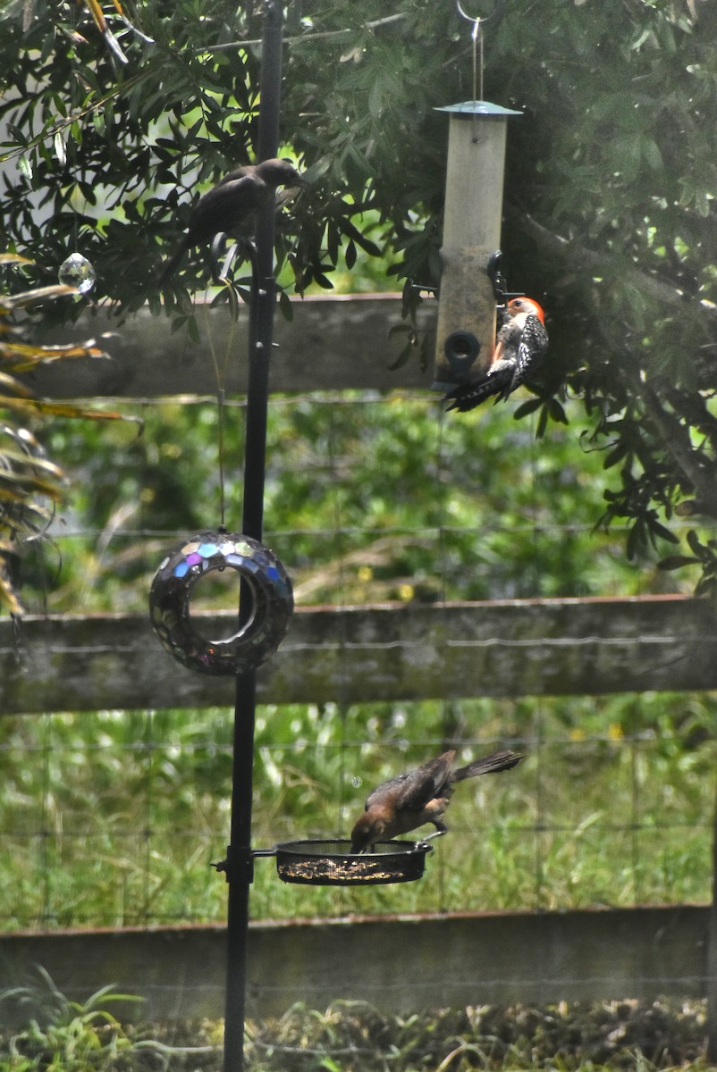 Red-bellied Woodpecker - ML163084391