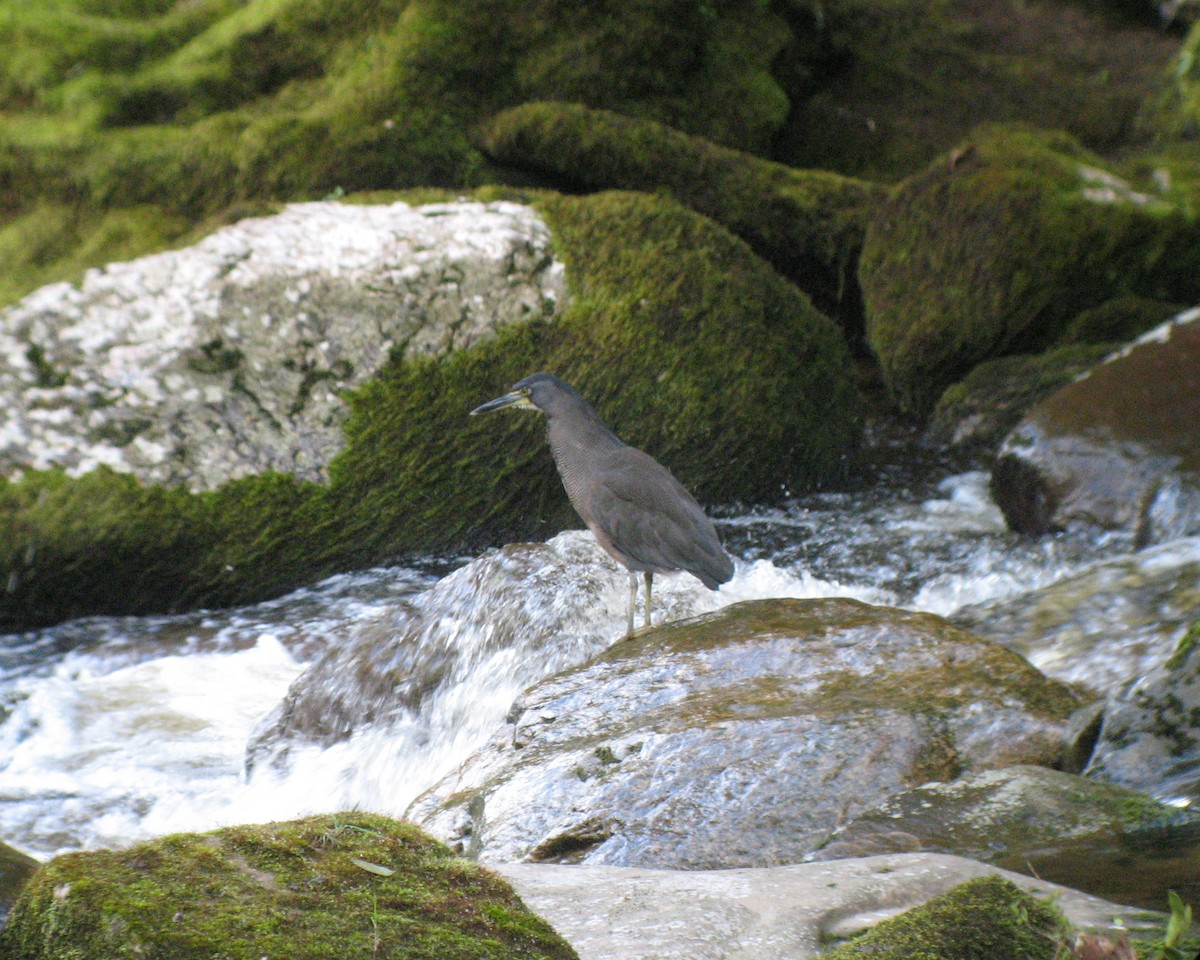 Fasciated Tiger-Heron - ML163085131